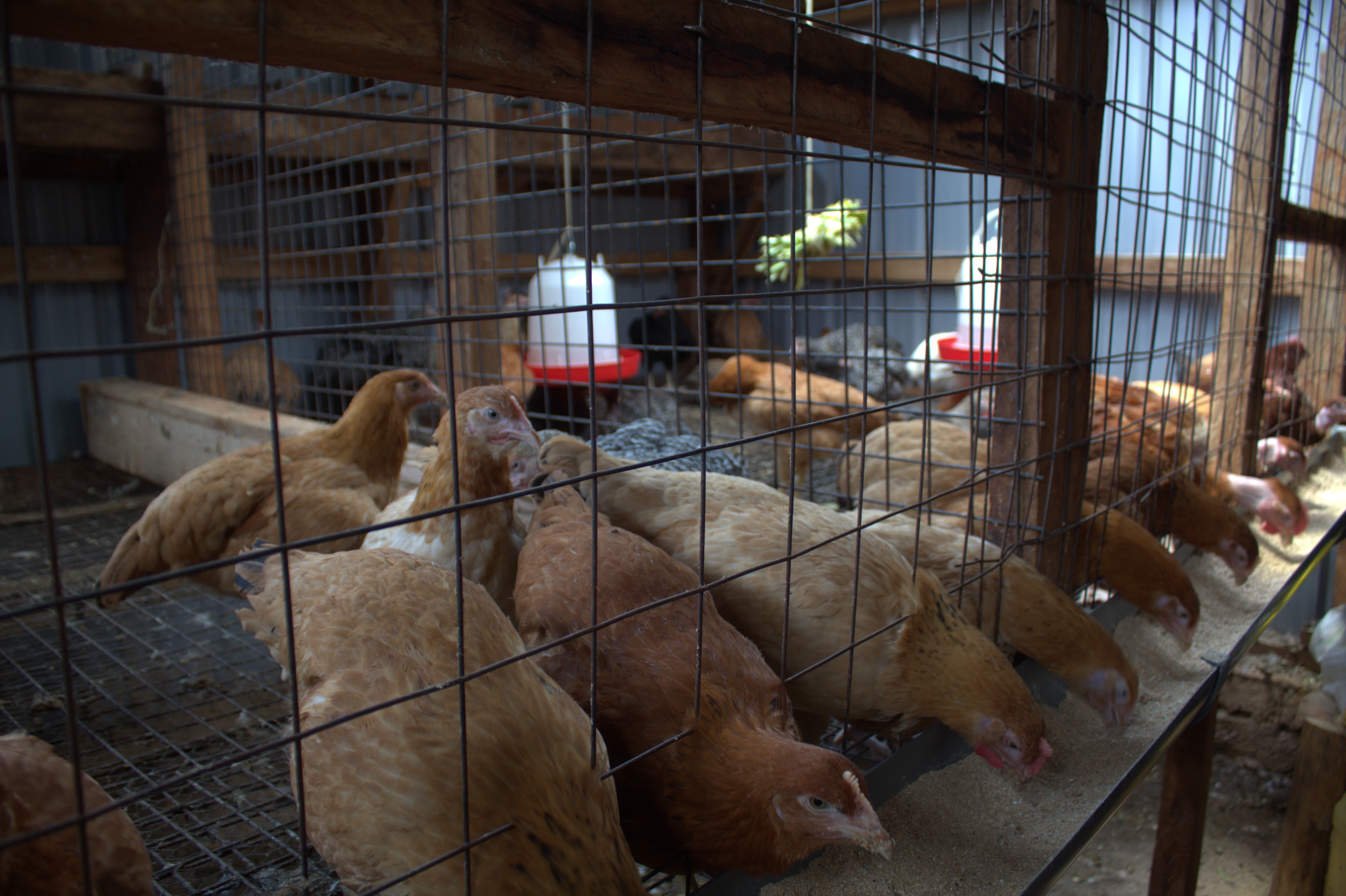 Agriculture Demonstration Farm at Riragia Technical College